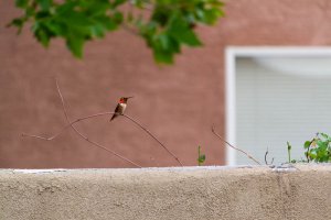 20200805HummingBirds039.jpg